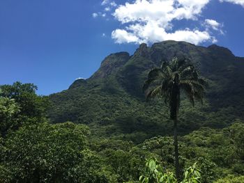 Low angle view of trees on mountain against sky