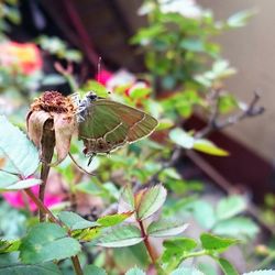 Close-up of butterfly perching on flower