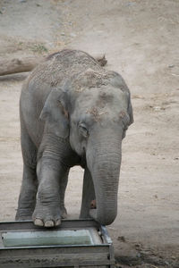 Elephant on stone wall
