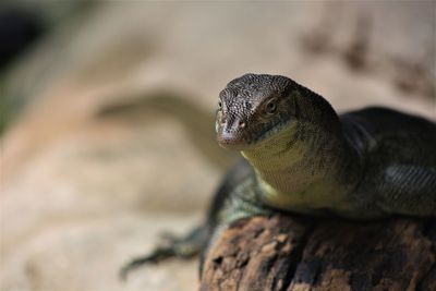 Close-up of lizard