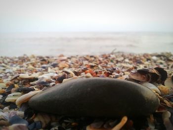 Scenic view of beach