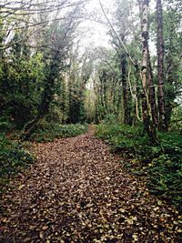 Road passing through forest