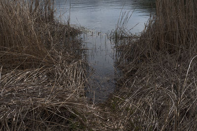 High angle view of dry grass on lakeshore