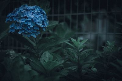 Close-up of flowering plant