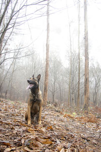 Dog running in forest