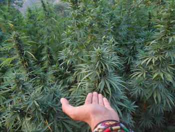 Cropped hand touching marijuana