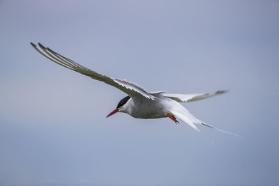 Low angle view of arctic tern flying against sky