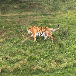 Tiger in a field