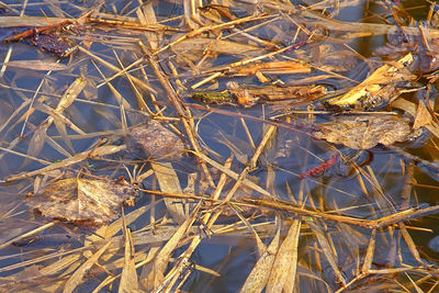 High angle view of frozen plants during winter