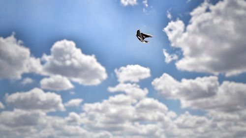 Low angle view of eagle flying in sky