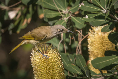Close-up of bird perching on plant