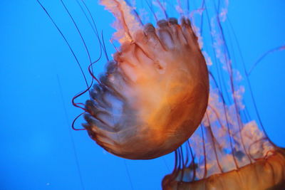 Jellyfish swimming in sea