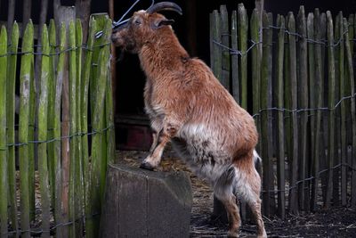 Close-up of a goat standing outdoors