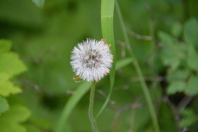 Close-up of white dandelion flower