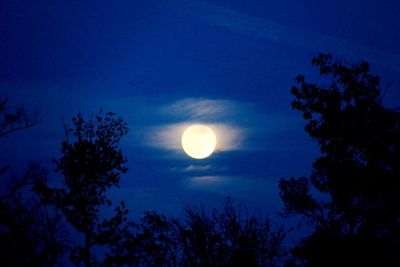 Low angle view of silhouette trees against sky at night