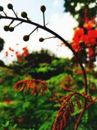 Low angle view of fruits on tree against sky