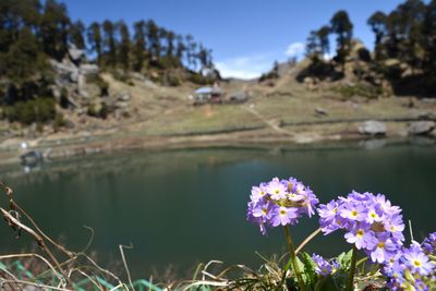 Close-up of purple flowering plants by water