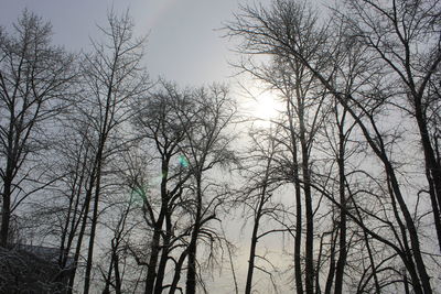 Low angle view of bare trees against sky