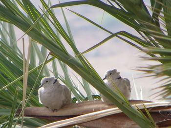 Close-up of birds perching on plant