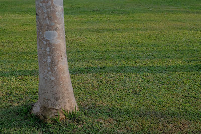 Scenic view of field