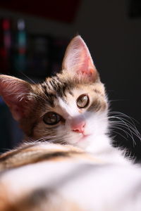 Close-up of cat