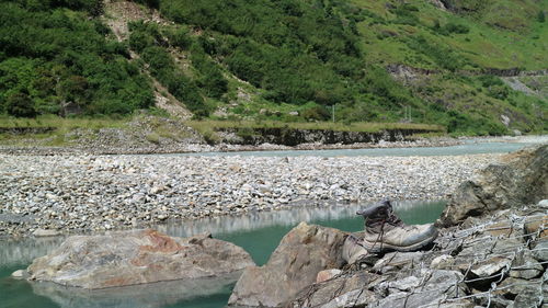 Scenic view of river in forest