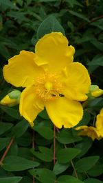 Close-up of yellow flower