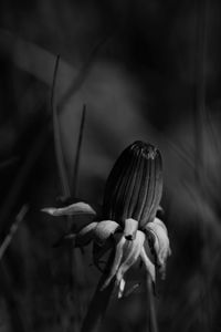 Close-up of plant against blurred background