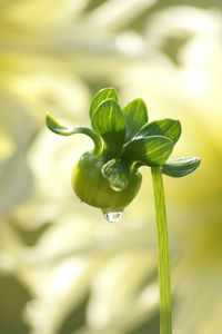 Close-up of water drops on leaf