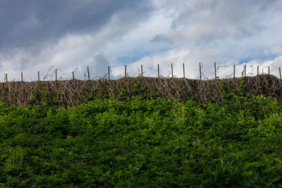 Rustic fence entwined with dry wild grapes with cloudy sky  and and thickets of nettles 