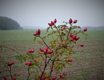 Close-up of red berries on tree