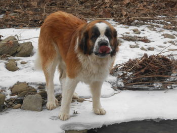 Saint bernard standing on snowy field