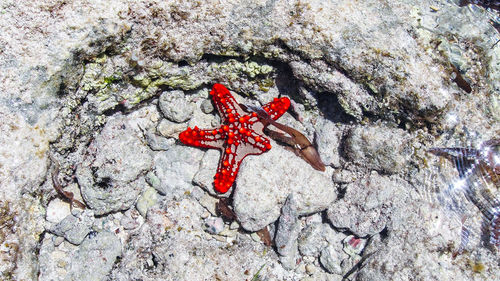 High angle view of red crab on rock