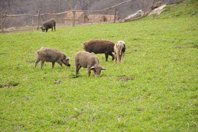 Sheep grazing in a field