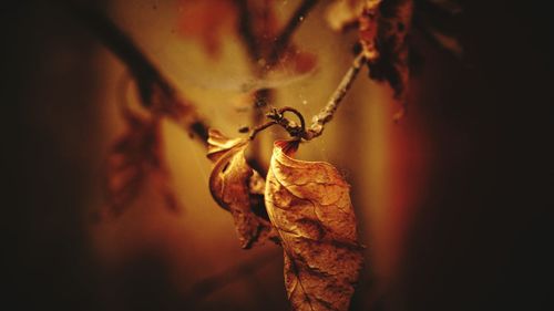 Close-up of plant against blurred background