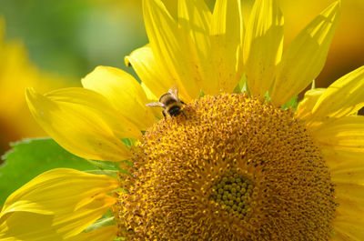 Bee pollinating on sunflower