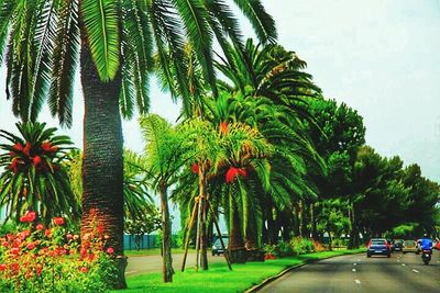 Palm trees on the road