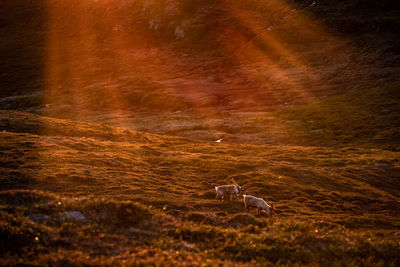 View of reindeer on land during sunset