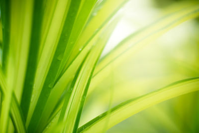 Close-up of green plant