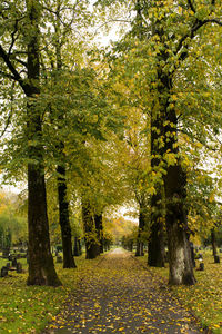 Trees in forest during autumn