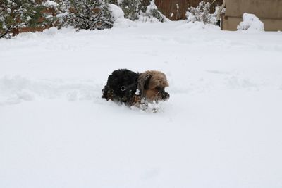 Dog on snow covered landscape