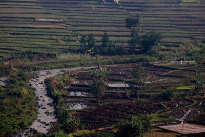 High angle view of agricultural field