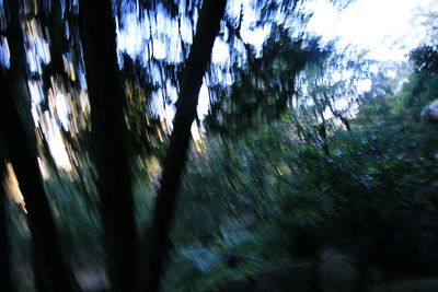Trees in forest