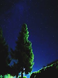 Low angle view of trees against sky at night