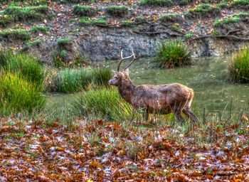 View of an animal on field