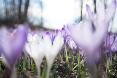 Close-up of purple crocus blooming outdoors