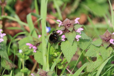 Bee pollinating on flower