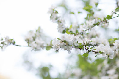 Close-up of white cherry blossoms in spring