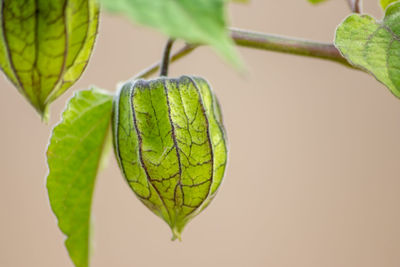 Close-up of green leaf