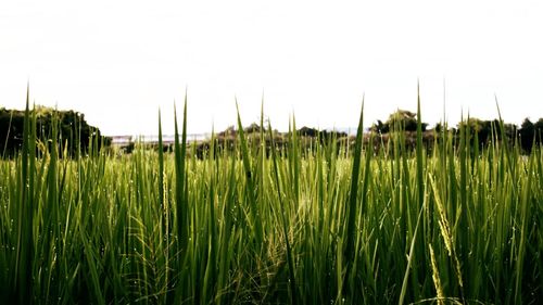 Crops growing on field against clear sky